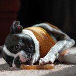 Boston terrier w kropkowanej bandanie gryzie zabawkę w domu